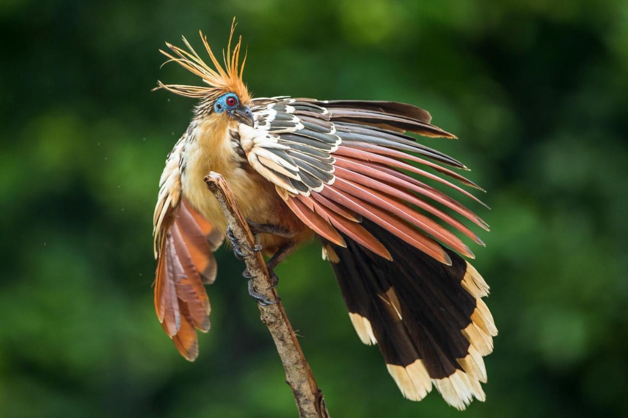 Pumarinri Amazon Lodge Tarapoto Exterior photo